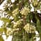 3.75ft. Garden Accents Fern and Lavender Garland